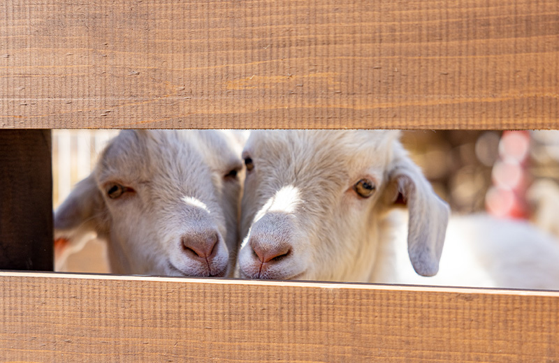 Goat Pen